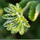 Droplets of morning dew