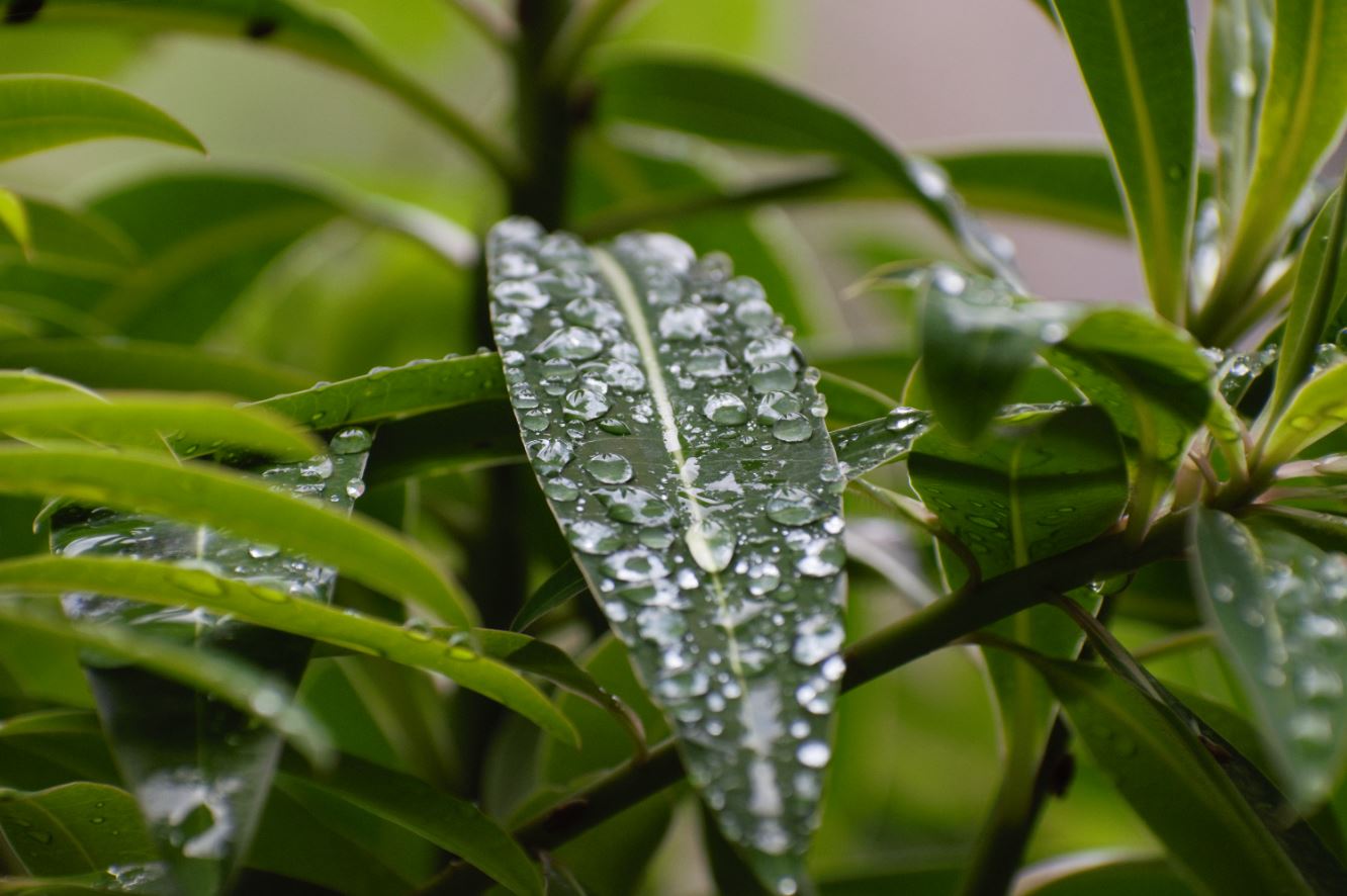 Droplets on a leaf