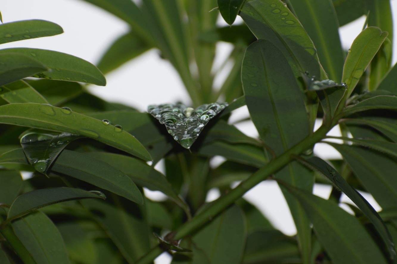 Droplets on a leaf_2