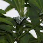 Droplets on a leaf_2