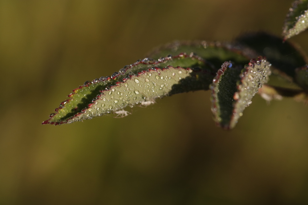 Droplets on a rose leave