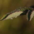 Droplets on a rose leave