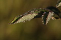 Droplets on a rose leave