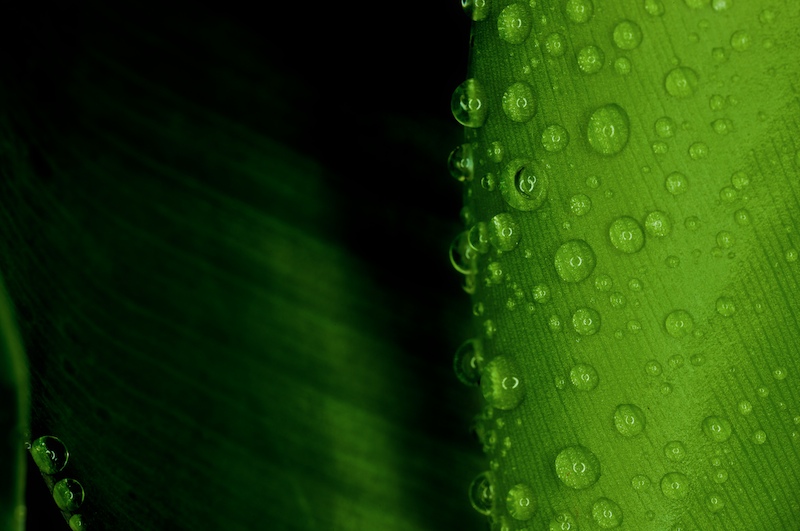 Droplets on Banana Leaves