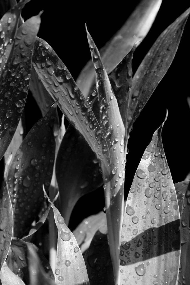 droplets on leaves