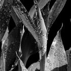 droplets on leaves