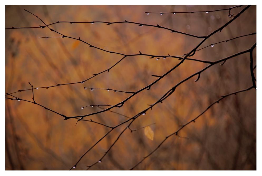 Droplets on Twigs