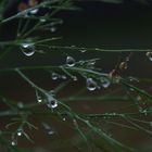 Dropletts
