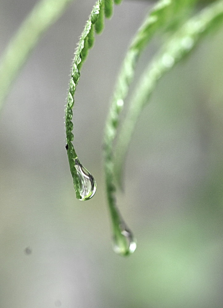 Drops