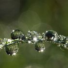 drops