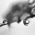 Drops