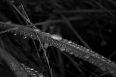 Drops