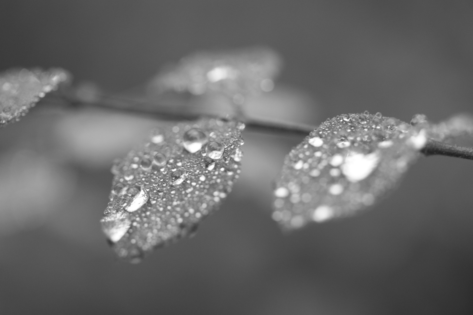 drops