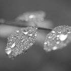 drops