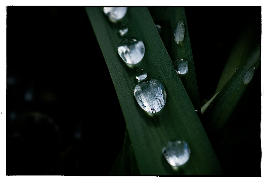 drops