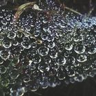 Drops