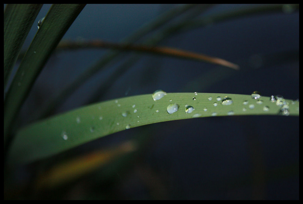 Drops