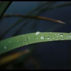 Drops