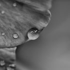 Drops