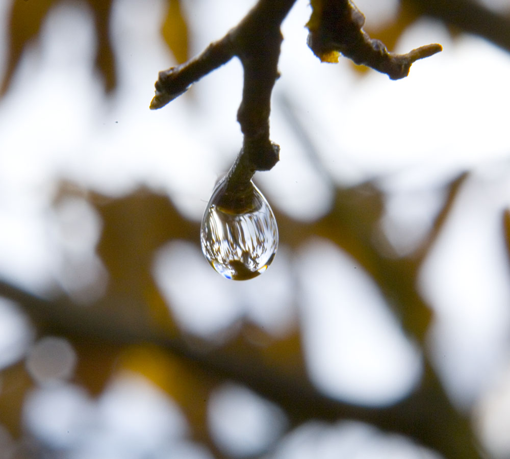 drops after rain