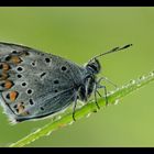 Drops and butterfly