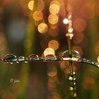 Drops and colours