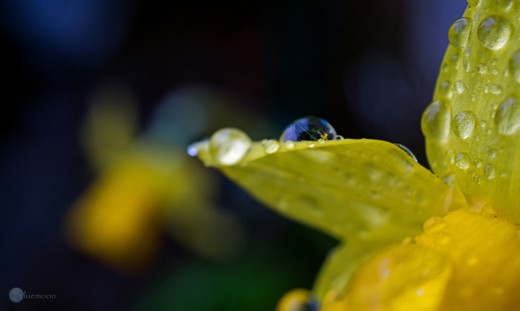 drops and flowers