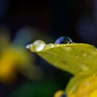 drops and flowers
