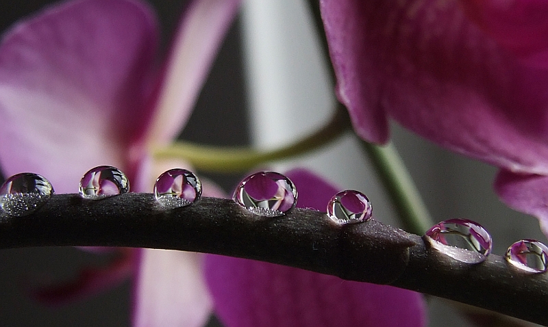 Drops