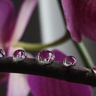 Drops