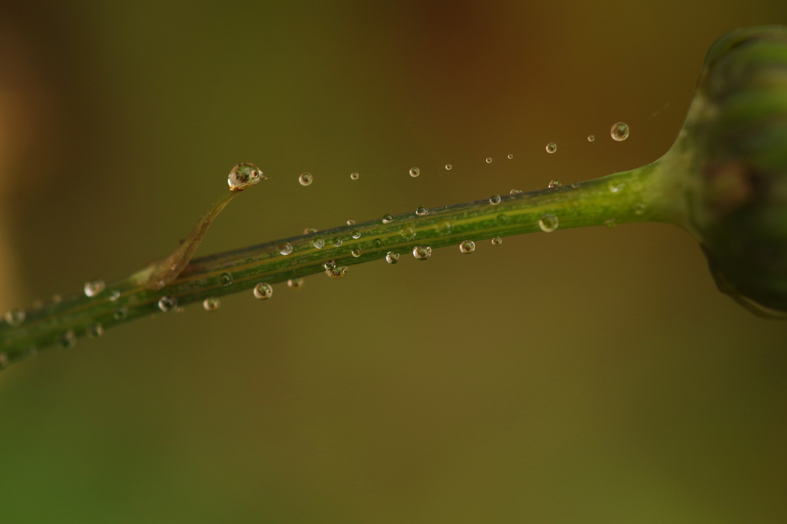 drops