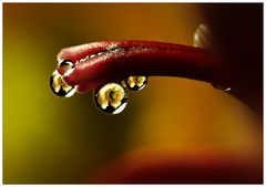 Drops ...