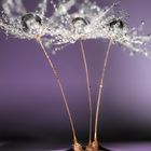 Drops & Dandelion swarovski crystal Macrofotografia by Mario jr Nicorelli 