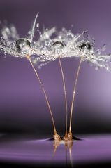 Drops & Dandelion swarovski crystal Macrofotografia by Mario jr Nicorelli 