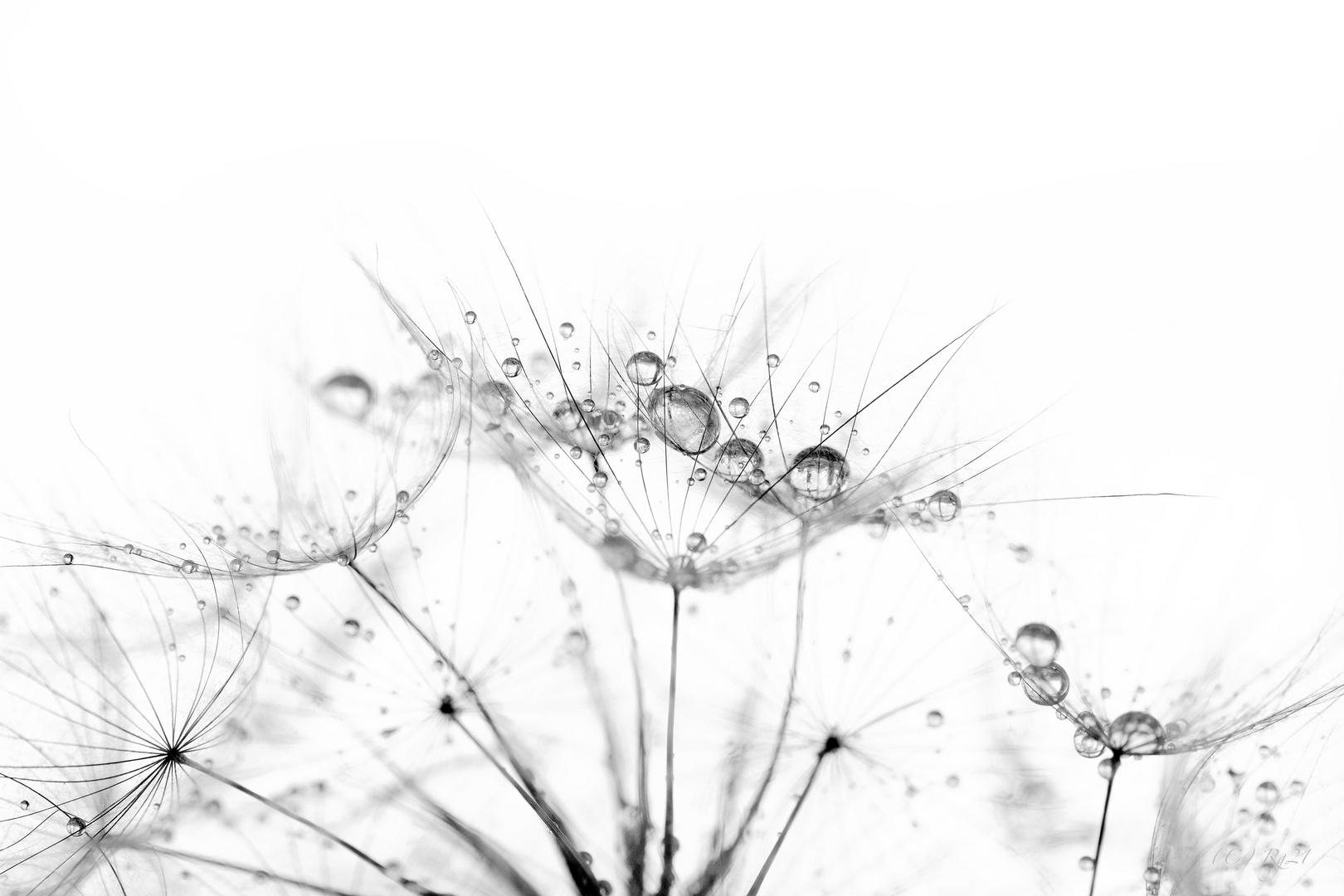 drops dream