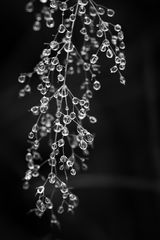 drops - drops - drops