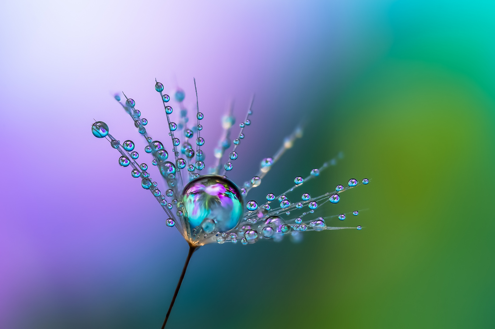 Drops e Flowers Gocce e Fiori Riflessi by Mario JR Nicorelli con Nikon D300s macro Dandelion Drops