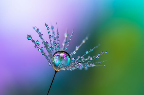 Drops e Flowers Gocce e Fiori Riflessi by Mario JR Nicorelli con Nikon D300s macro Dandelion Drops