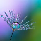 Drops e Flowers Gocce e Fiori Riflessi by Mario JR Nicorelli con Nikon D300s macro Dandelion Drops