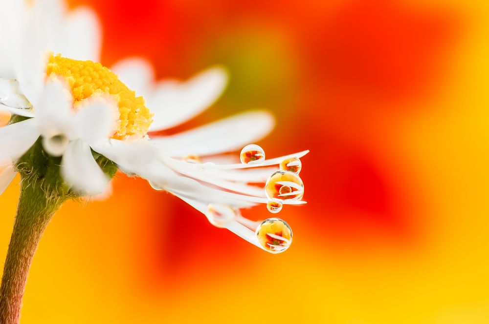 Drops e Flowers Gocce e Fiori Riflessi by Mario JR Nicorelli con Nikon D300s macro fotografia