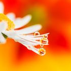 Drops e Flowers Gocce e Fiori Riflessi by Mario JR Nicorelli con Nikon D300s macro fotografia