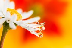 Drops e Flowers Gocce e Fiori Riflessi by Mario JR Nicorelli con Nikon D300s macro fotografia