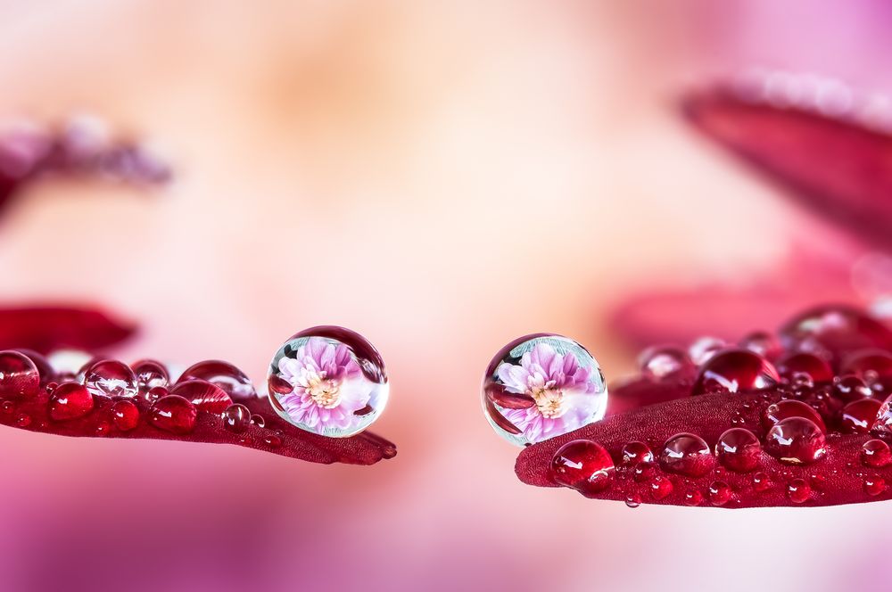 Drops e Flowers Gocce e Fiori Riflessi by Mario JR Nicorelli con Nikon D300s macro fotografia