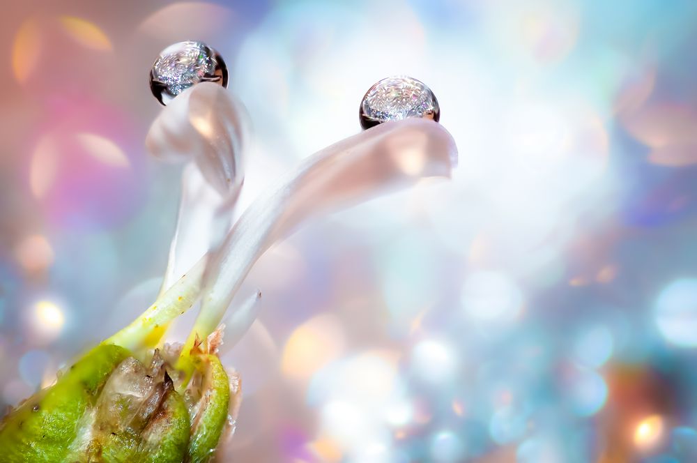 Drops e Flowers Gocce e Fiori Riflessi by Mario JR Nicorelli con Nikon D300s macro fotografia