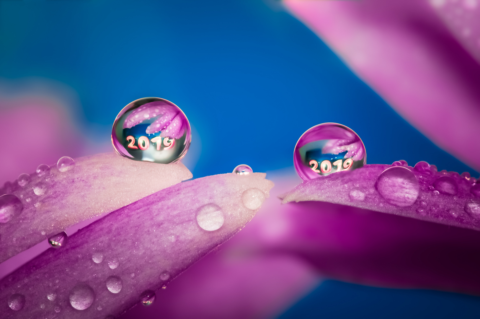 Drops e Flowers Gocce e Fiori Riflessi by Mario JR Nicorelli con Nikon D300s macro fotografia