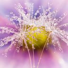 Drops e Flowers Gocce e Fiori Riflessi by Mario JR Nicorelli con Nikon D300s macro fotografia