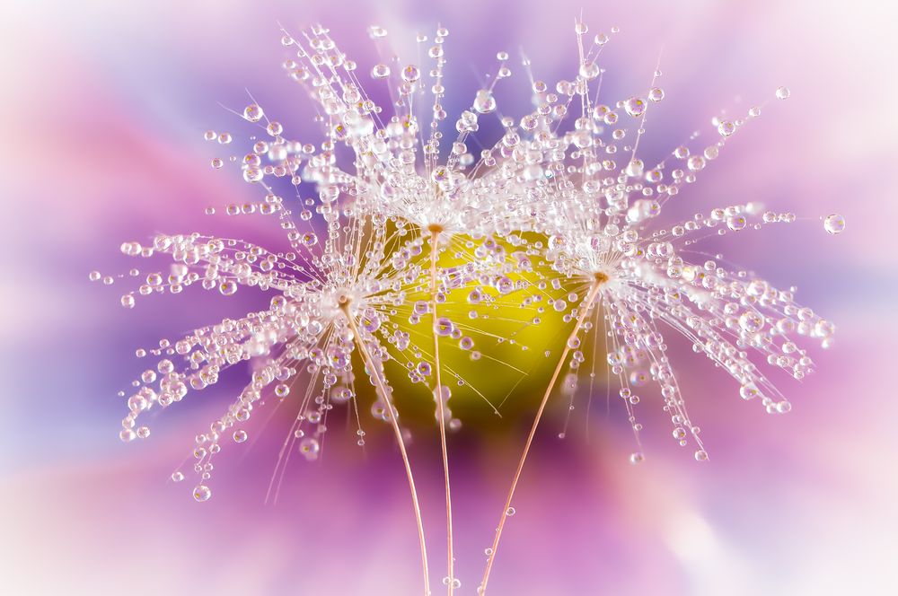 Drops e Flowers Gocce e Fiori Riflessi by Mario JR Nicorelli con Nikon D300s macro fotografia