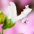 Drops e Flowers Gocce e Fiori Riflessi by Mario JR Nicorelli con Nikon D300s macro fotografia