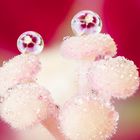 Drops e Flowers Gocce e Fiori Riflessi by Mario JR Nicorelli con Nikon D300s macro fotografia