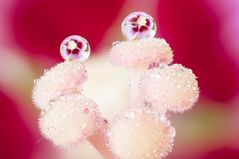 Drops e Flowers Gocce e Fiori Riflessi by Mario JR Nicorelli con Nikon D300s macro fotografia